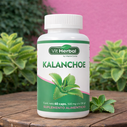 Kalanchoe